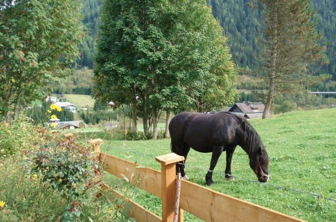 Pferd grast auf Weide vor Haus Geistlinger
